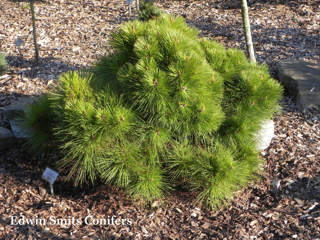Pinus taeda 'Filip’s Emerald Broom'